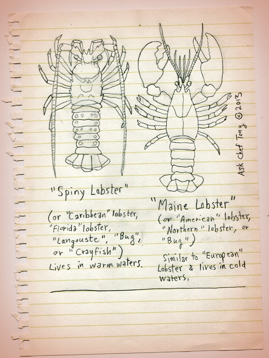 https://askcheftony.wordpress.com/wp-content/uploads/2013/12/lobster001.png